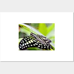 Tailed Jay Butterfly Posters and Art